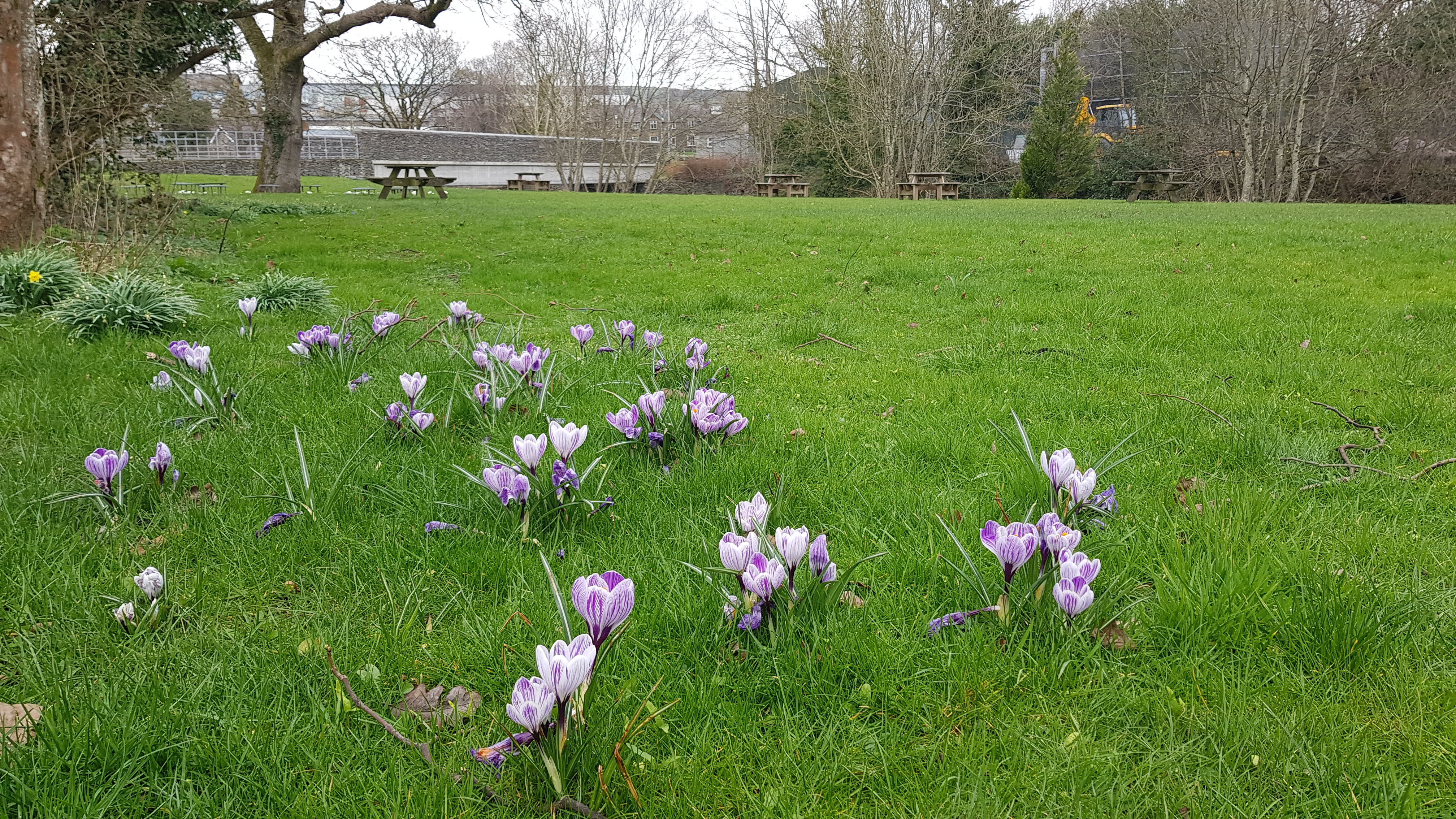 A small patch of purple crocuses in a park in Staveley.