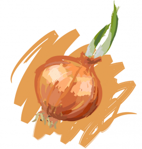A colour illustration of a white onion