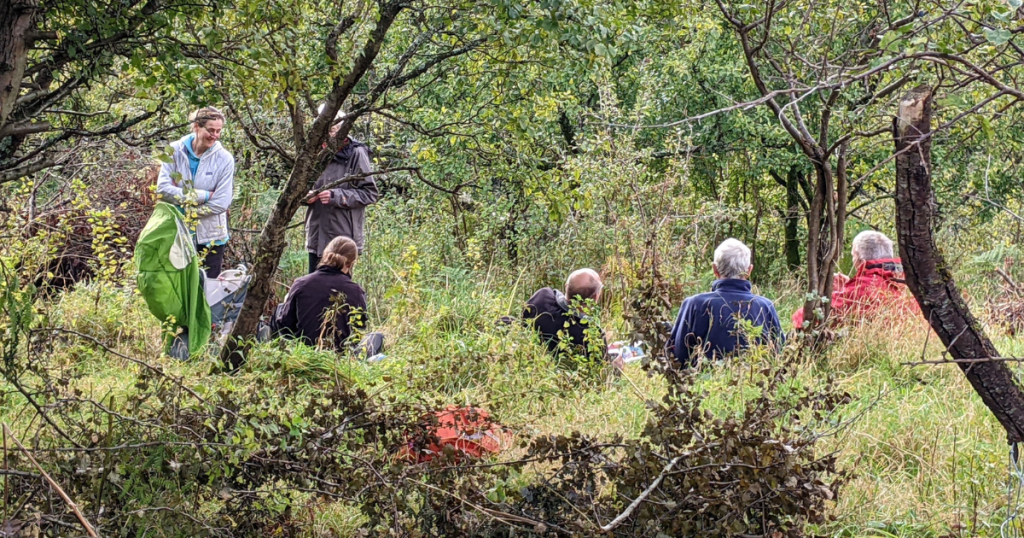 A view through leafy green trees of a group of people taking part in maintenance task in a damson orchard.