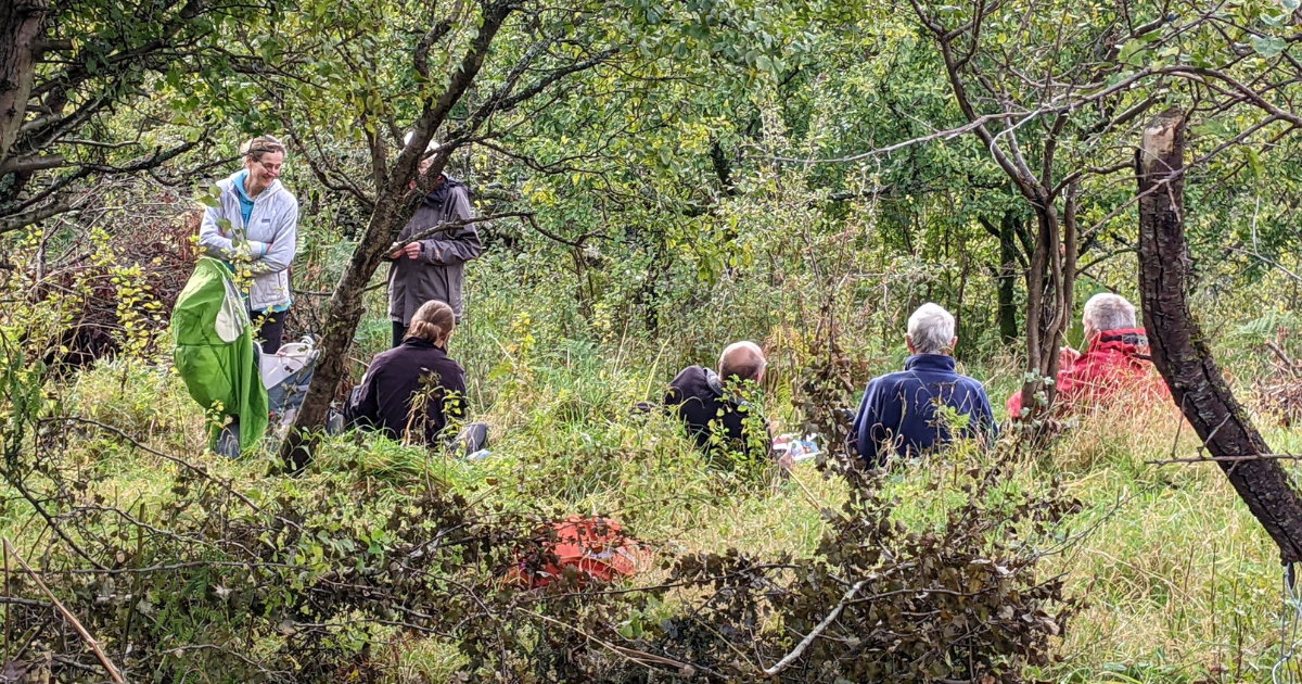 A view through leafy green trees of a group of people taking part in maintenance task in a damson orchard.