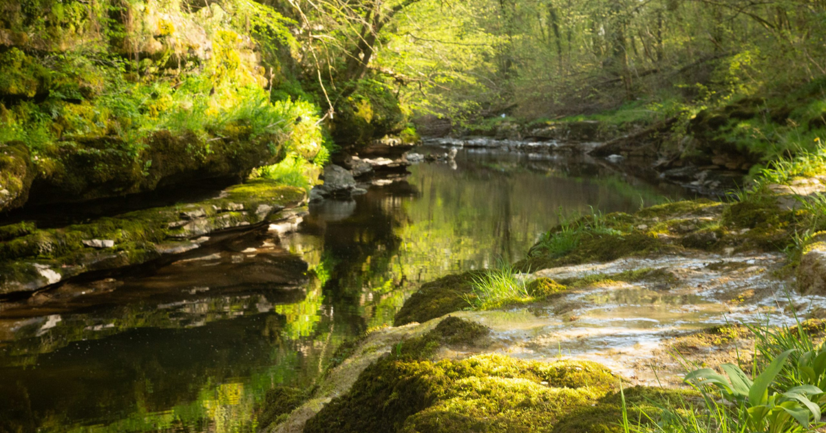 A view along the river Kent, surrounded by greenery, on a sunny day.