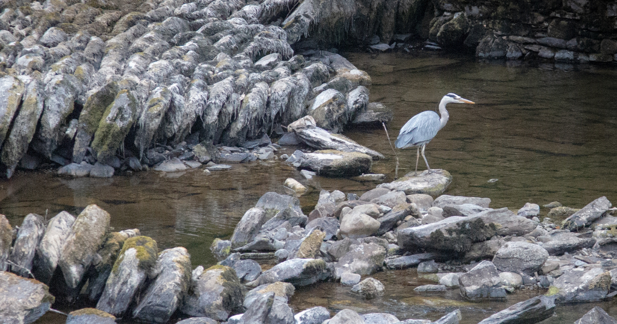 A heron standing on some rocks in the river Kent, near Staveley, in the Lake District.