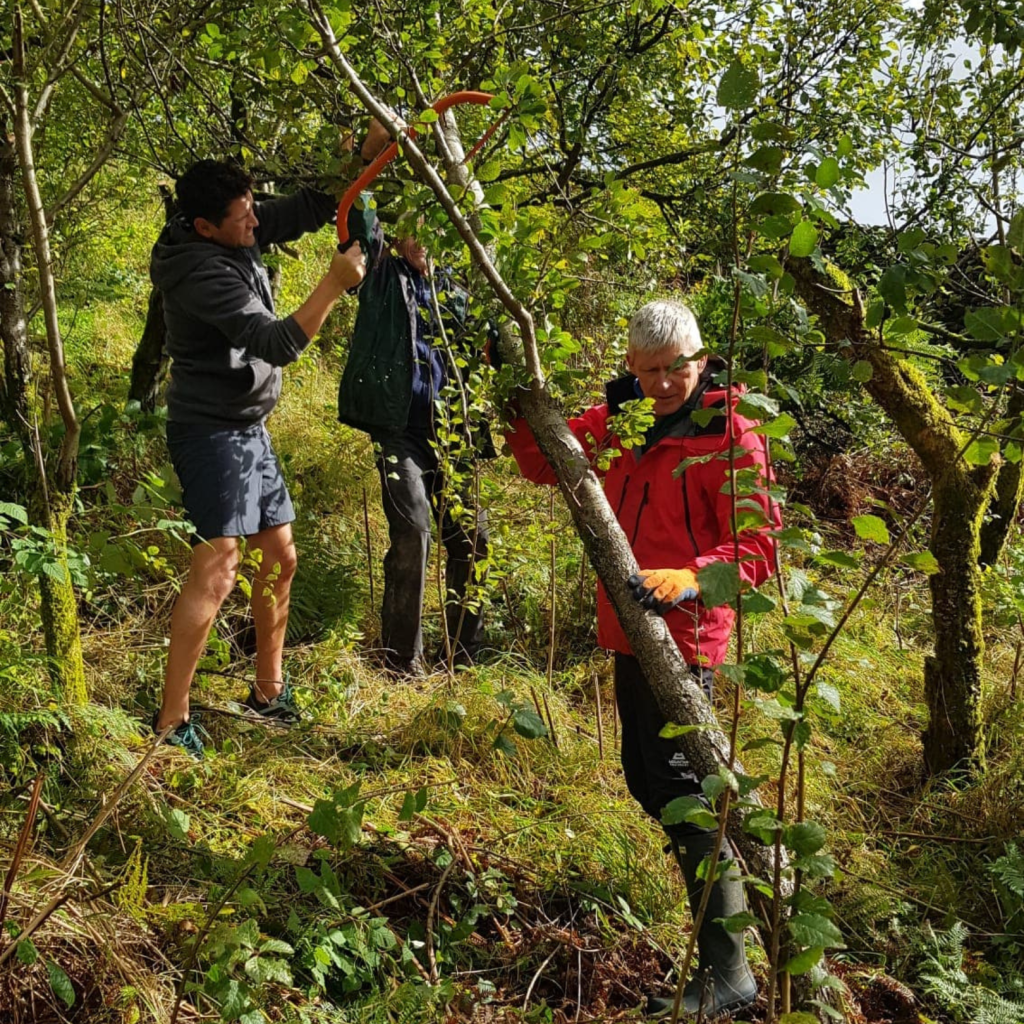 A small group of people working in a damson orchard, cutting down a tree. 