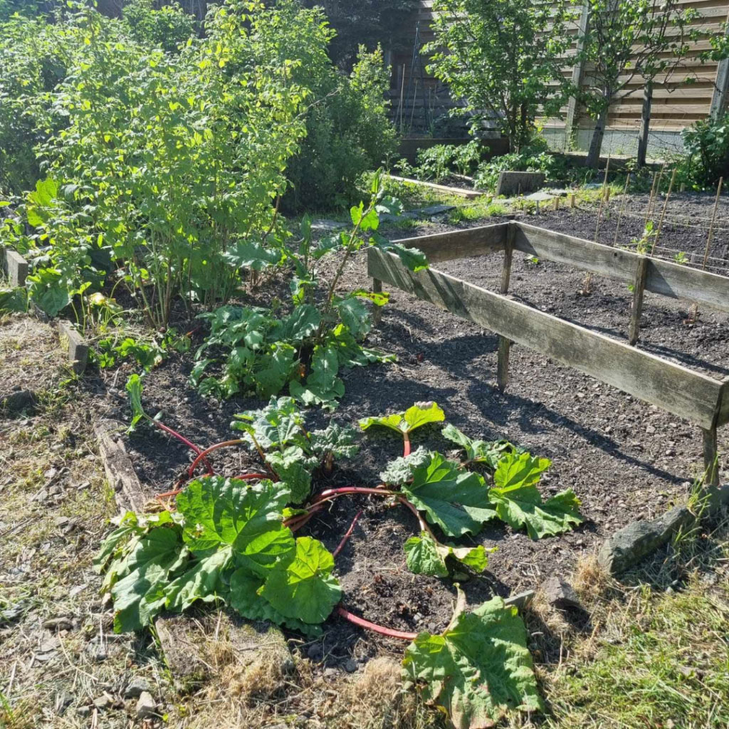 A view of an allotment belonging to a Staveley resident, with veg growing in the ground. 
