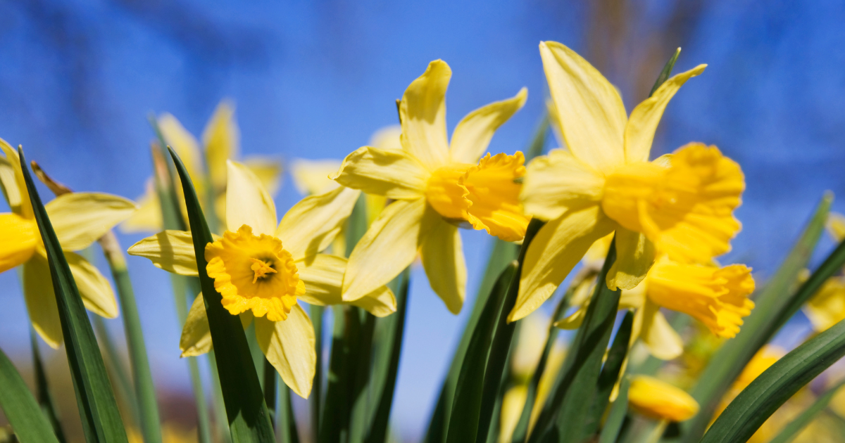 A close up view of golden daffodils against a blue sky