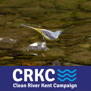 A grey wagtail perching on a rock in the middle of the river Kent.