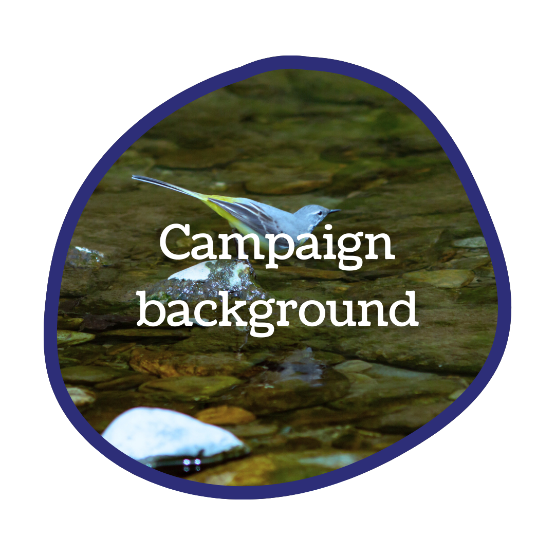 A circular image of a grey wagtail on the river Kent, with a blue outline and the words 'campaign background' overlaid.