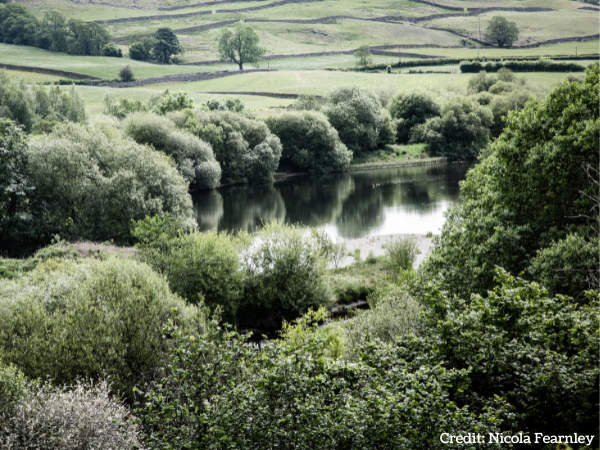 A view of the river Kent from high up, looking over the water and the surrounding green landscape.