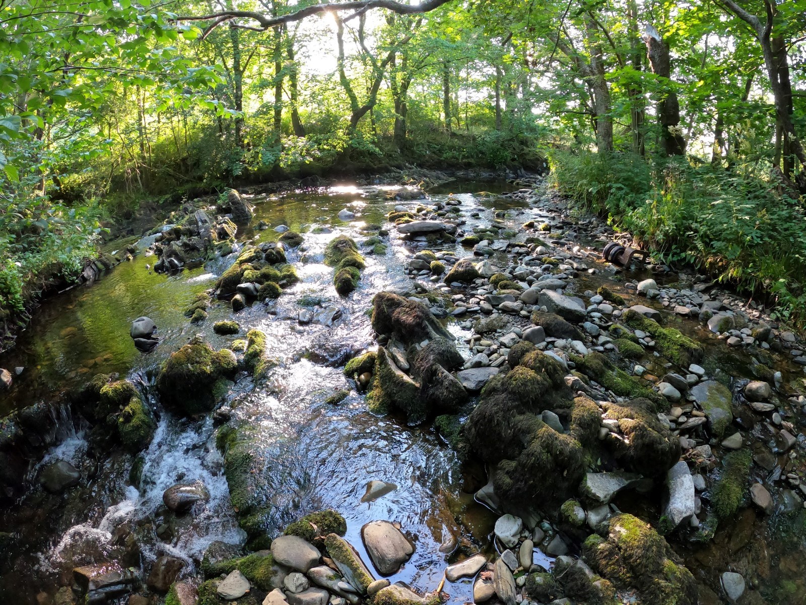 A serene view of the river Kent in spring, surrounded by leafy green trees