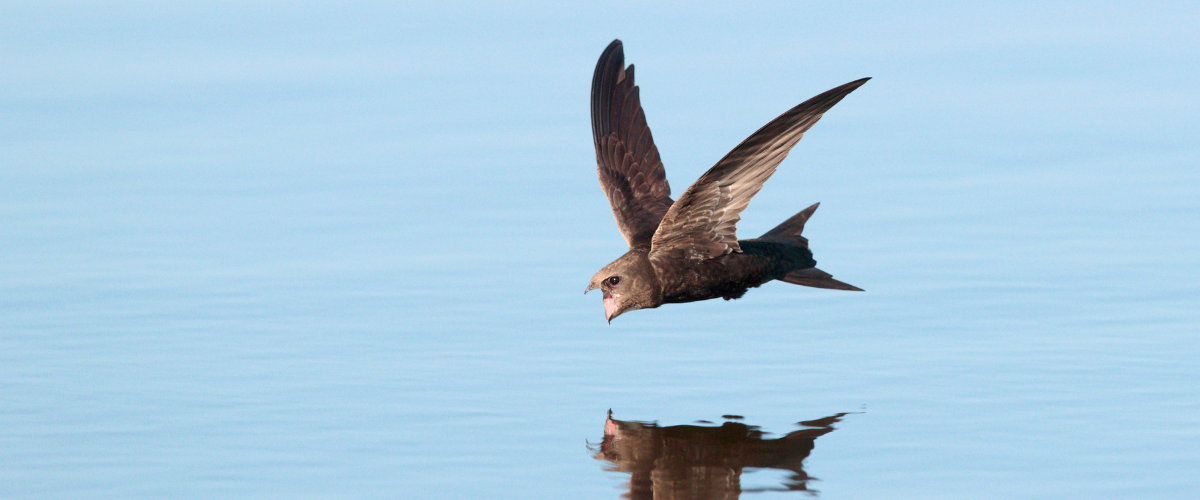 A swift diving low over water to catch insects